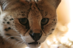 Killikus&reg; Fotographie